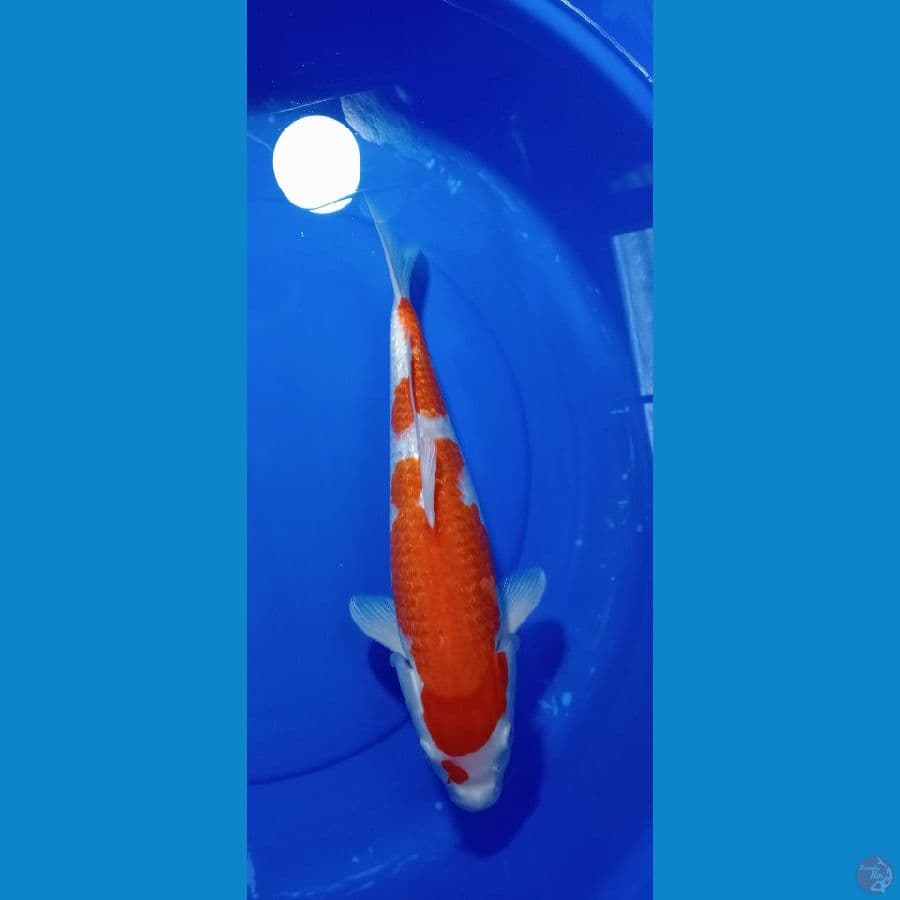 KOHAMU GINDRIN 38 CM NO MALE