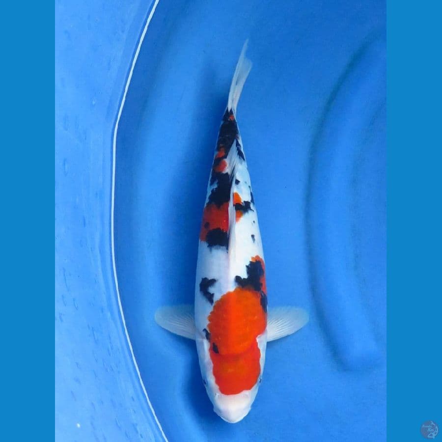 Taisho Sanke, 37cm