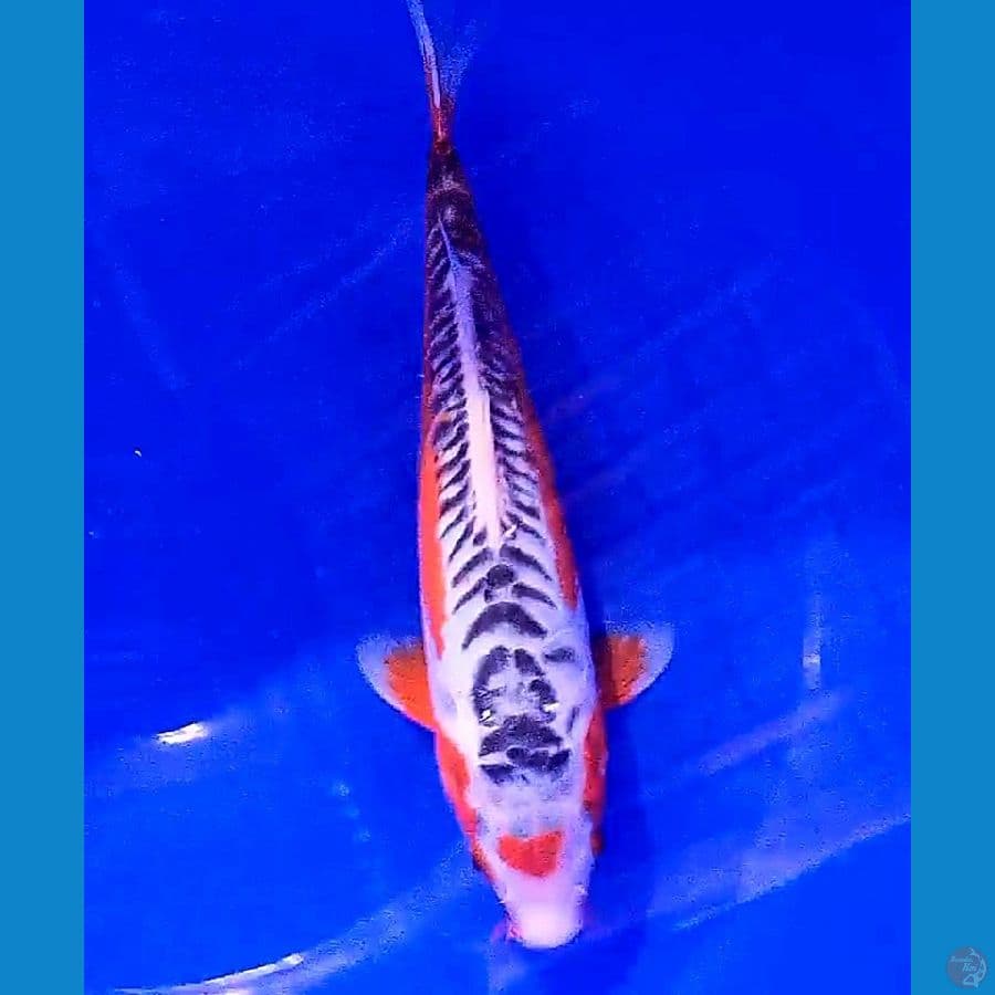 hana sushui tanco 31 cm