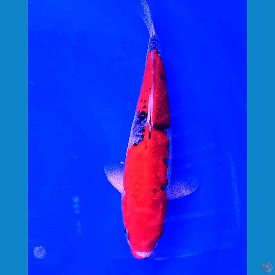 goshiki M 33 cm