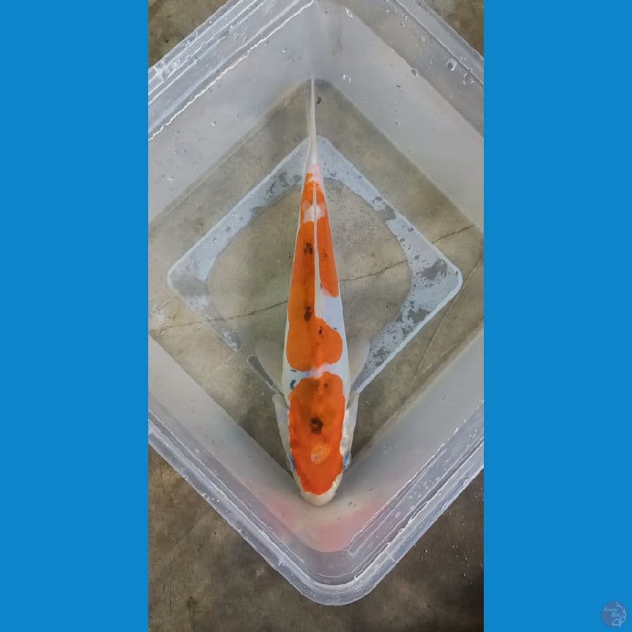 Sanke Doitsu 21cm