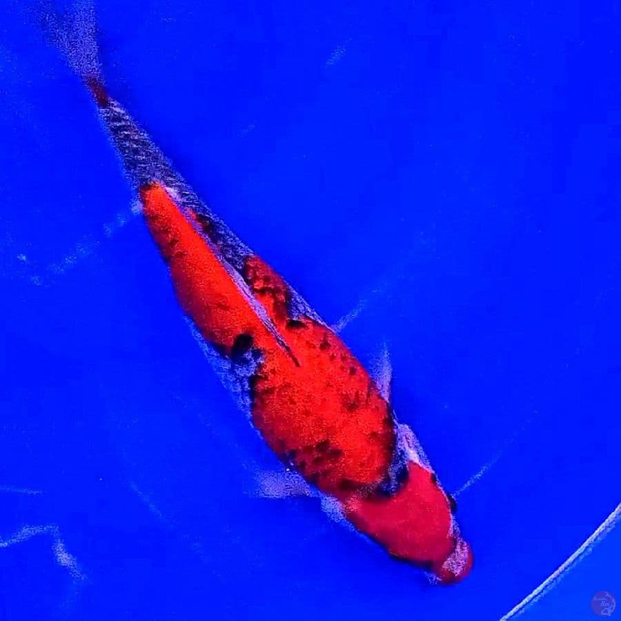 maruten goshiki 32 cm