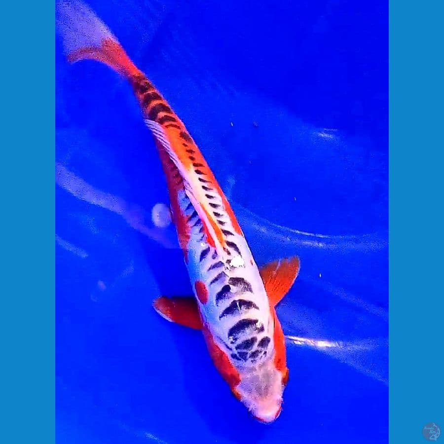 hanasushui merah 32 cm