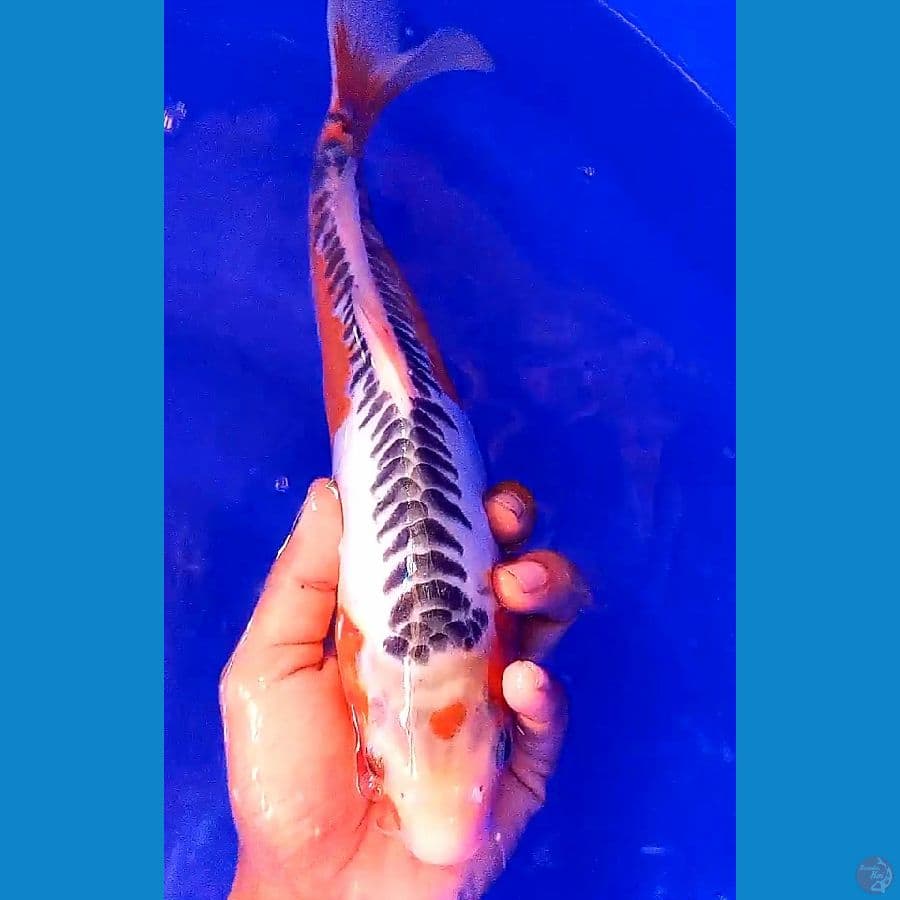 sushui 32 cm
