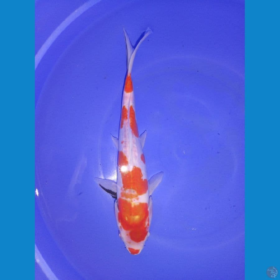 showa doitsu 24cm