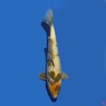 Tancho Showa 31 cm