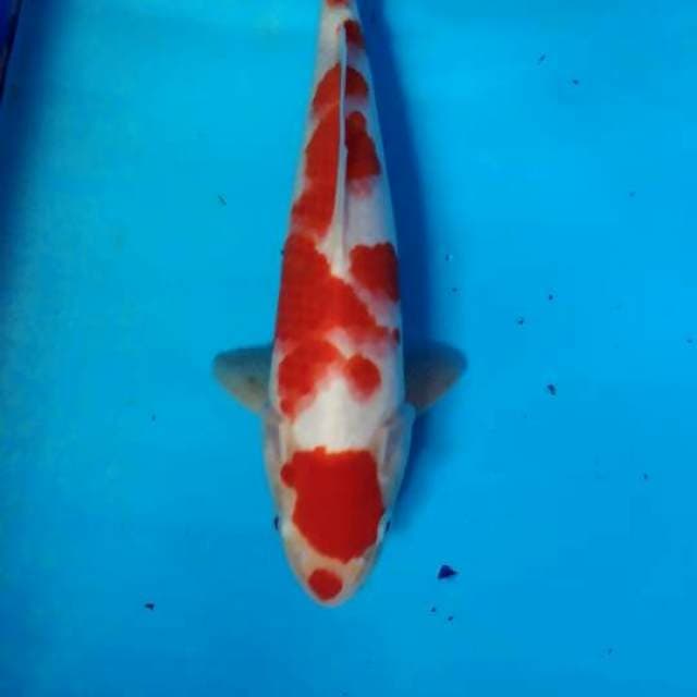 Kohaku