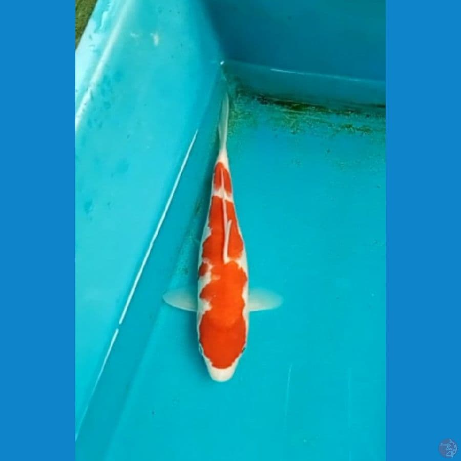 kohaku 25 cm