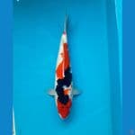 Showa sanshoku 38cm female