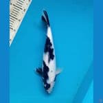 #BM Shiro utsuri 37cm female