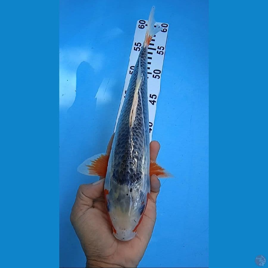 asagi size : 32 cm jantan