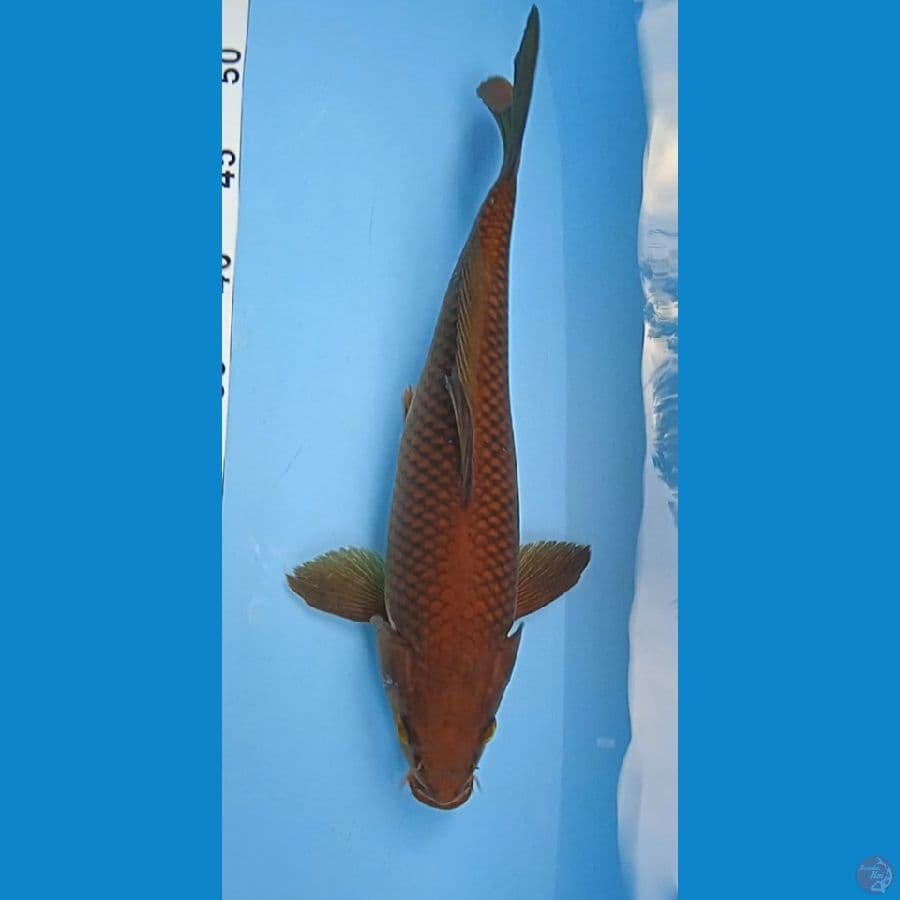 tembaga size : 32 cm janta