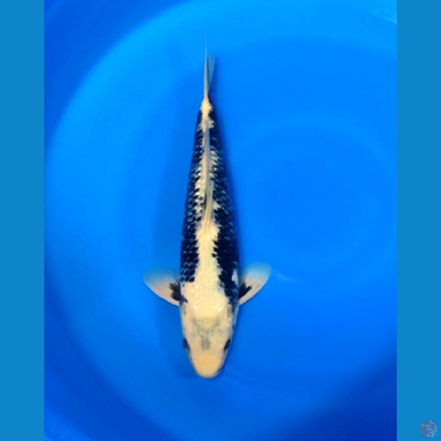 Matsukawabake 40cm male 