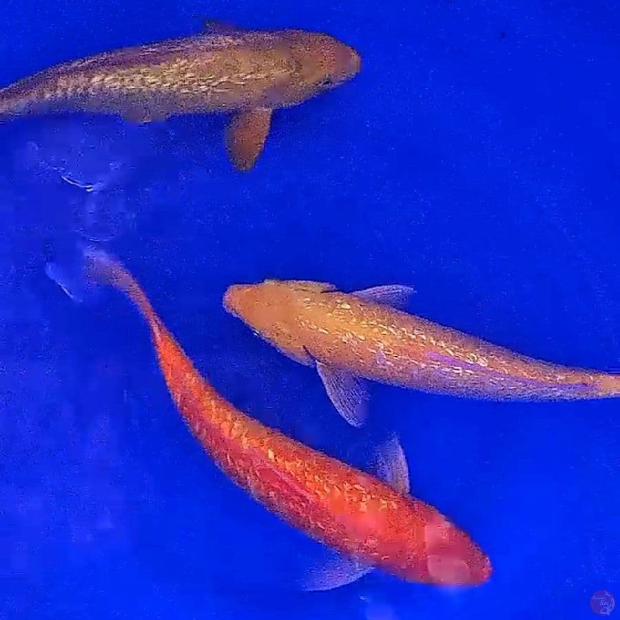 mix ginrin 32-33 cm