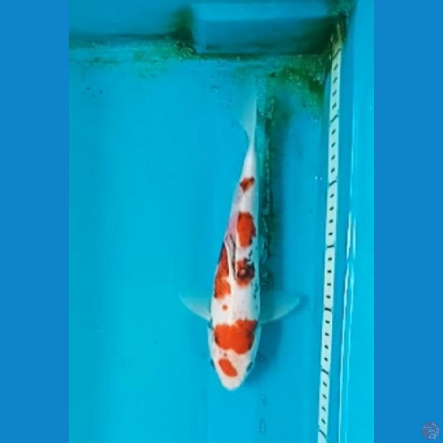 Benimatsukawabake 25cm