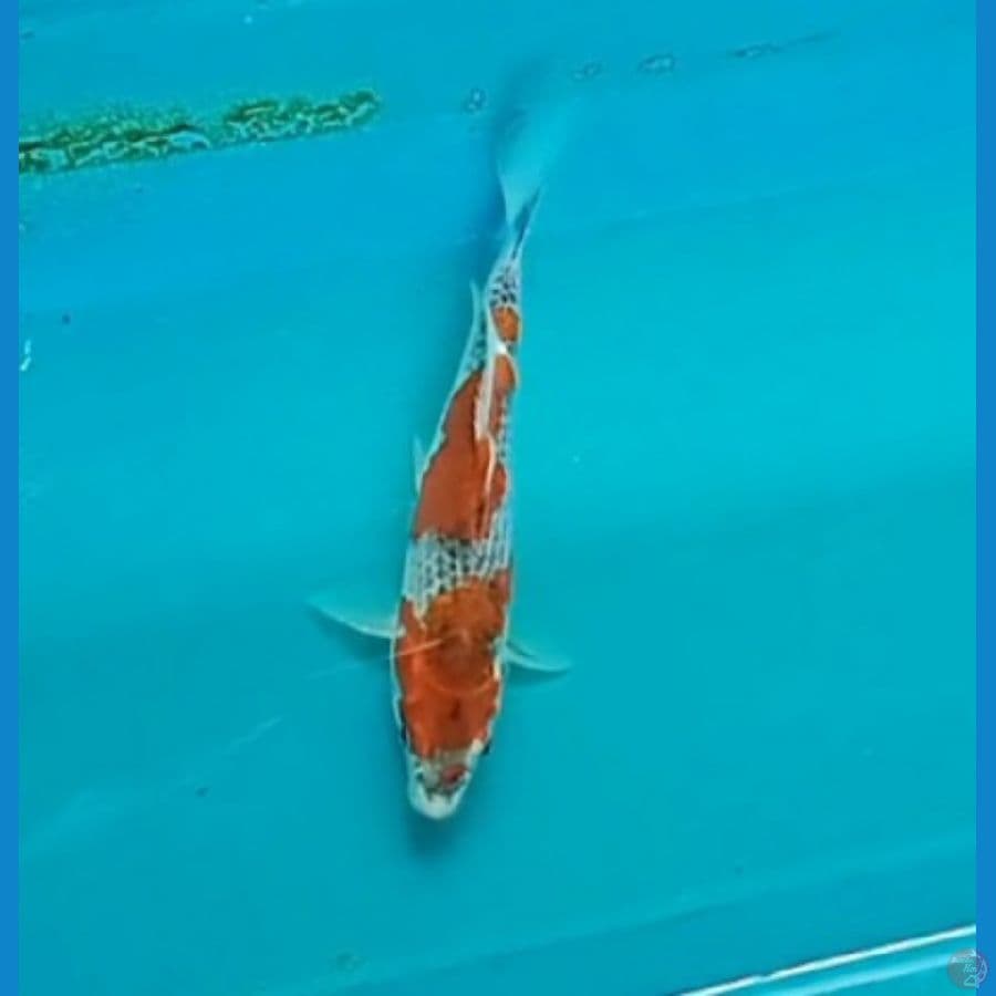 Goshiki 21cm