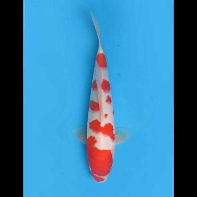 35cm Fml - Sakura Kohaku Original 