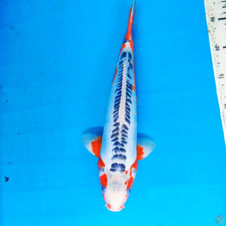 Shusui 34 cm male