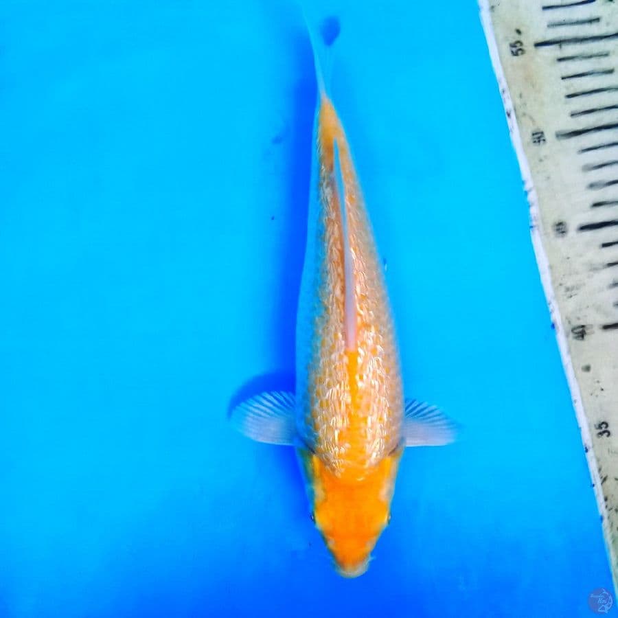 Karasi gindrin 27 cm