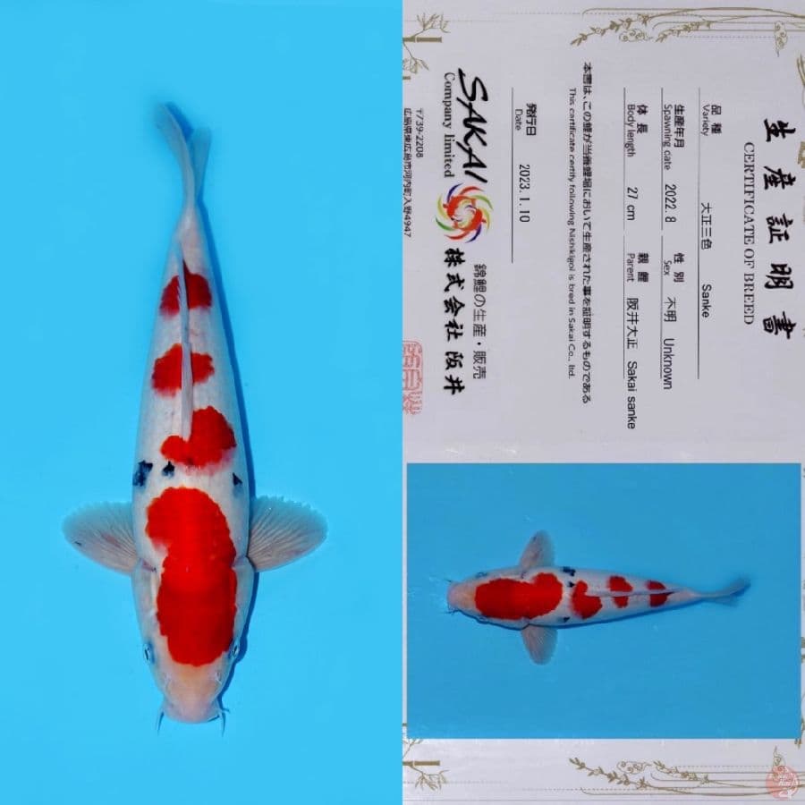 SAKAI YONDAN SANKE HQ 35CM