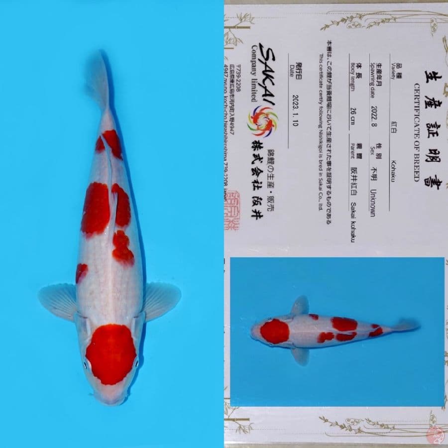 SAKAI MARUTEN KOHAKU HQ 34CM
