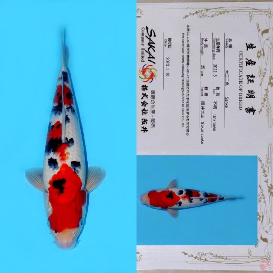 SAKAI SANDAN SANKE HQ 33CM