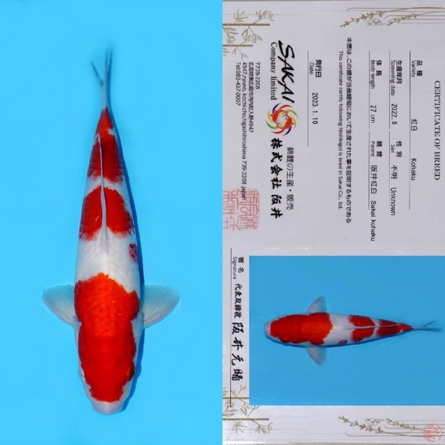 SAKAI KOHAKU HQ 35CM