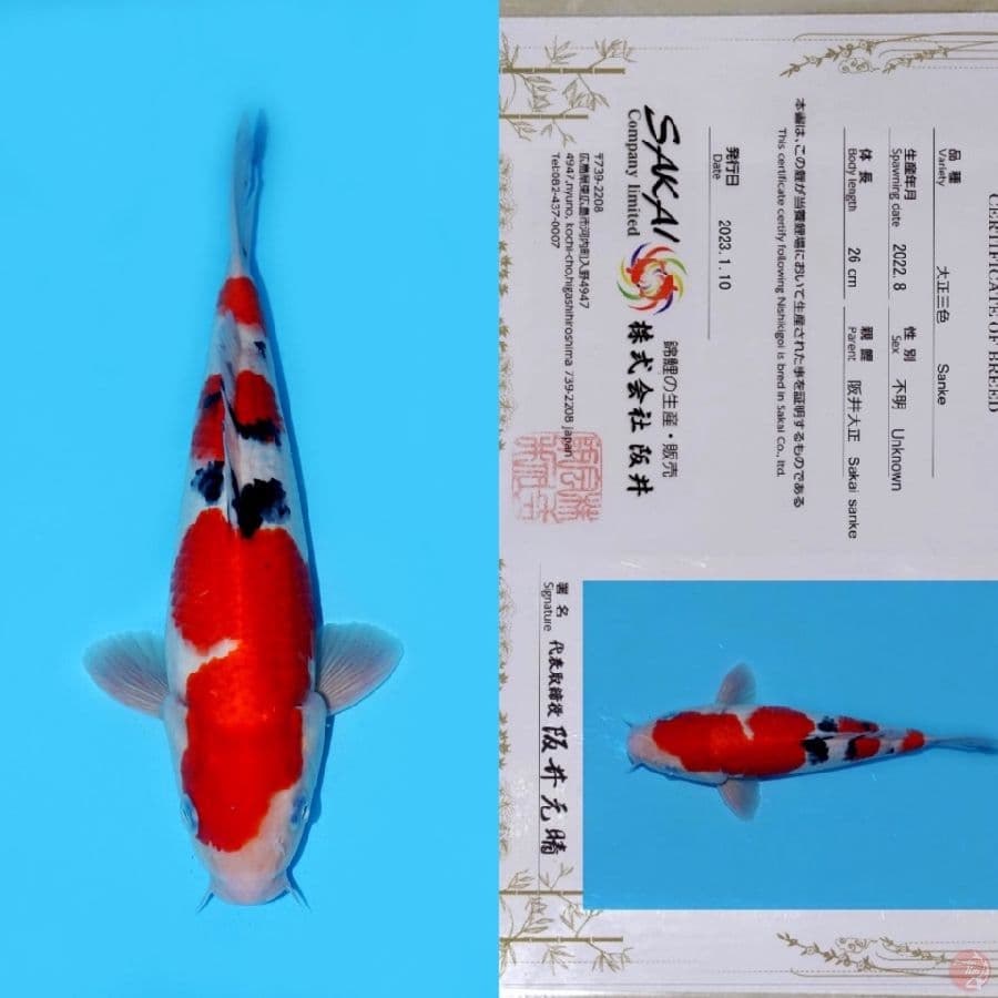 SAKAI SANDAN SANKE HQ 34CM