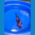 Hi Utsuri; 32Cm; Bonus Serti Juara 5 Piala Presiden 2022