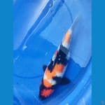 Showa; 32 Cm