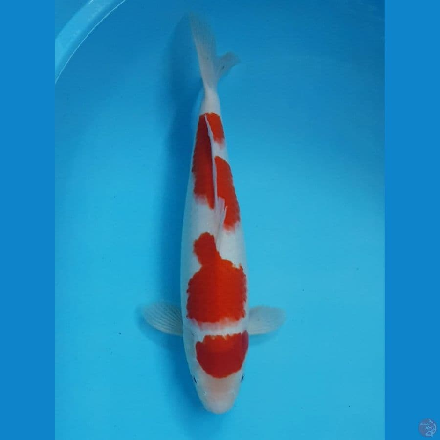 KOHAKU STEP 3 40cm