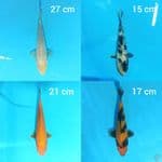 Paket Mix 4 ekor 15-27 cm