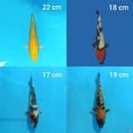 Paket Mix 17-22 cm