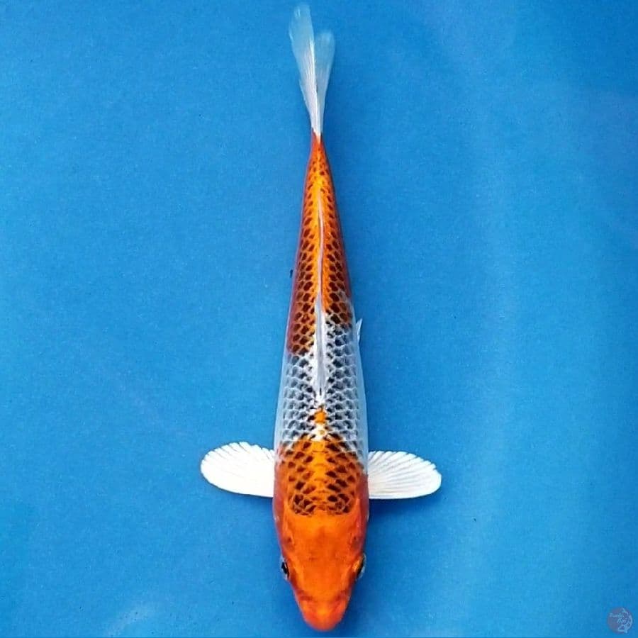 KUJAKU 20 CM