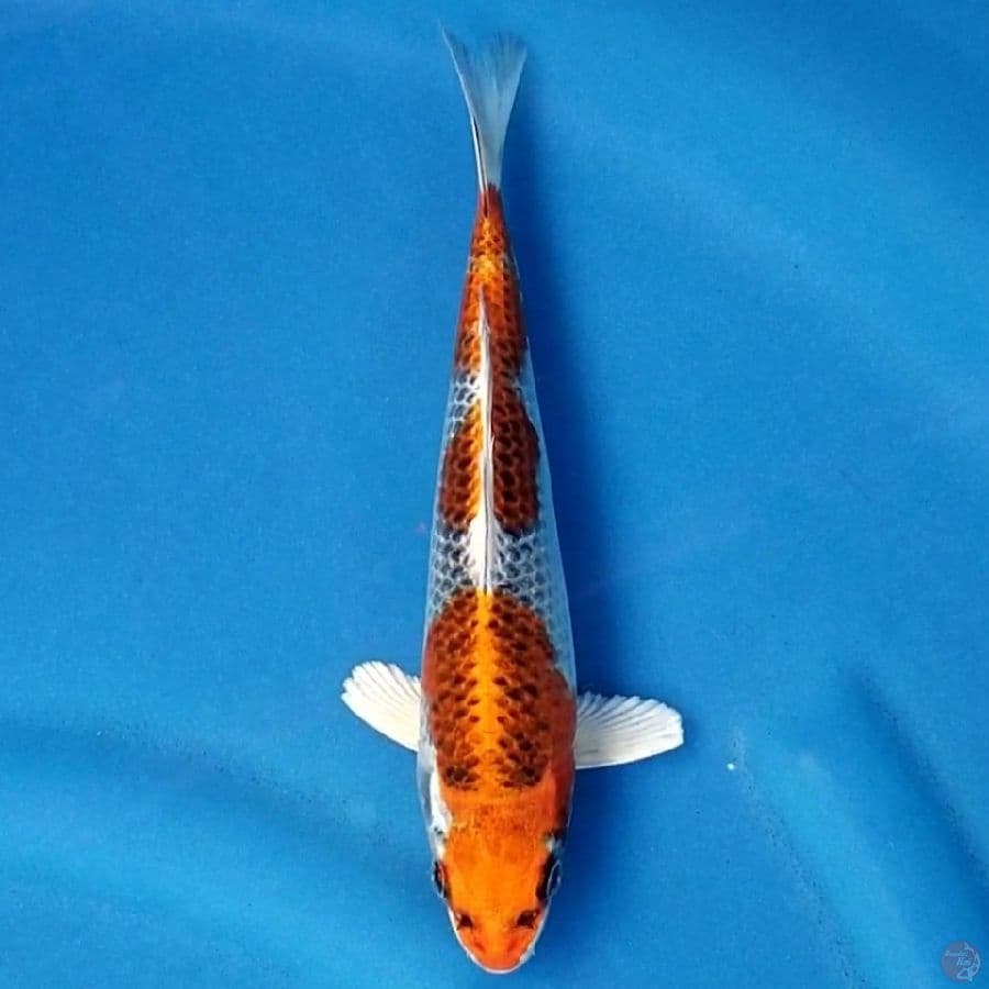 KUJAKU 23 CM