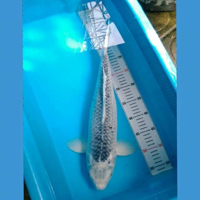 Asagi jantan 47 cm