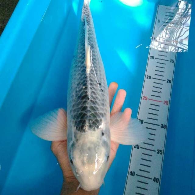 Asagi jantan 47 cm