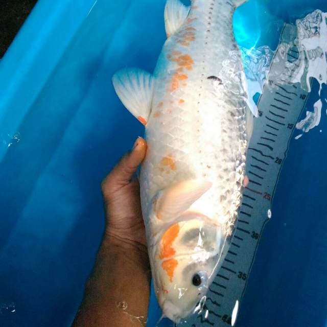 Asagi jantan 47 cm