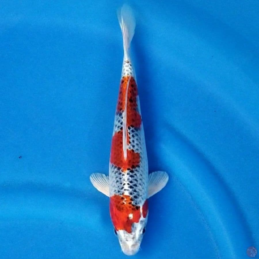 KUJAKU 26 CM