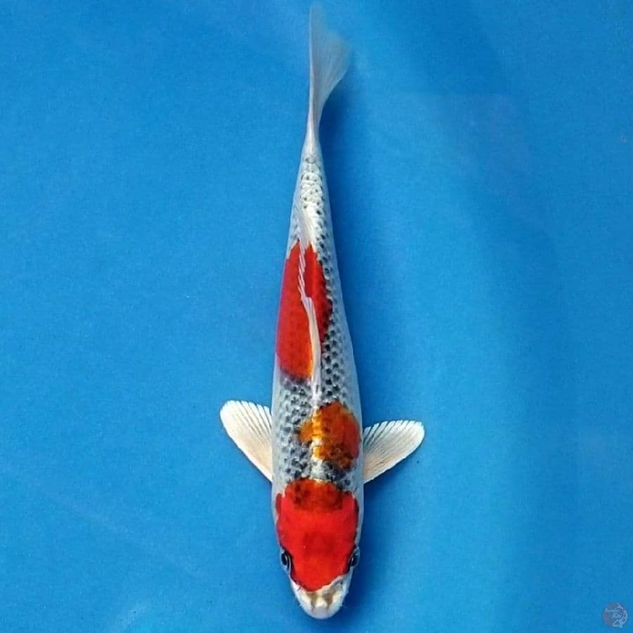 KUJAKU 22 CM