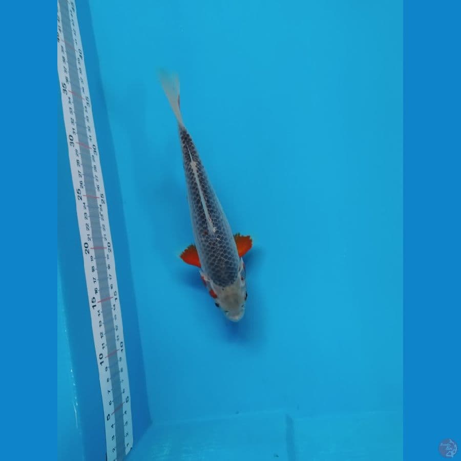 25 cm Asagi