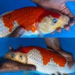 Sanke - Mulia Koi Farm