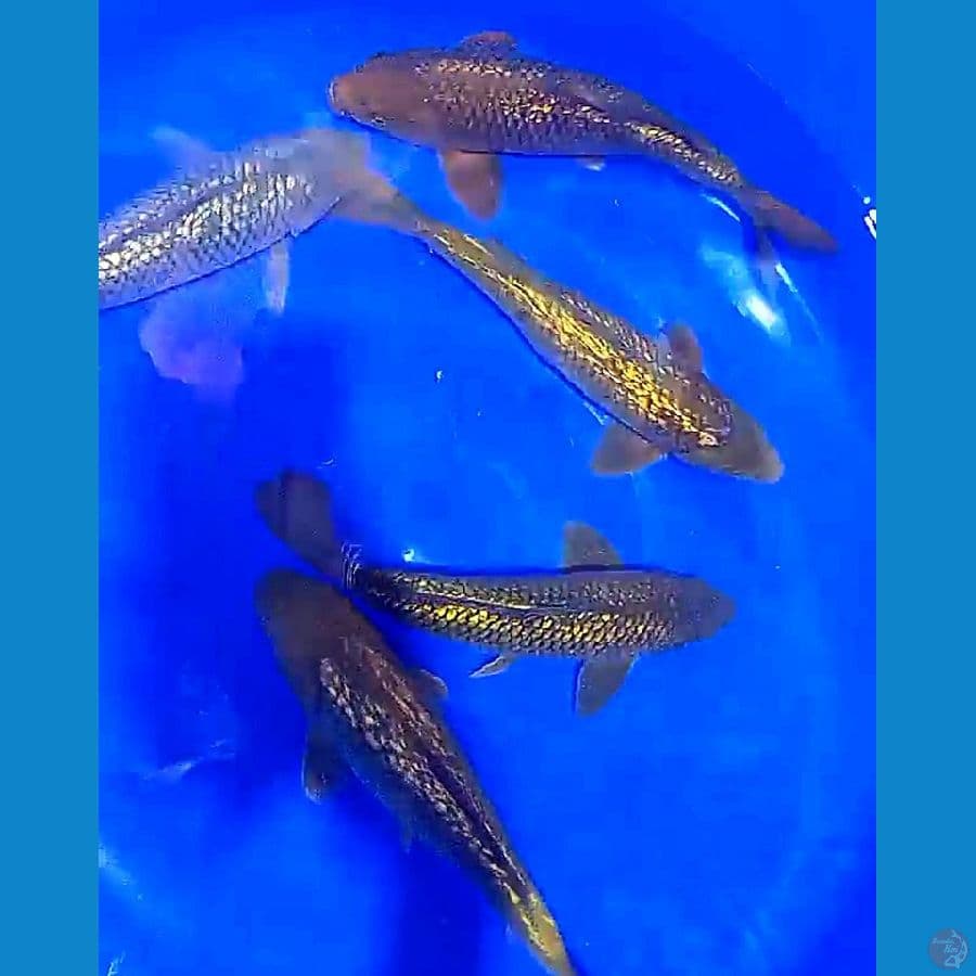 5 ginrin munuk 32-35 cm