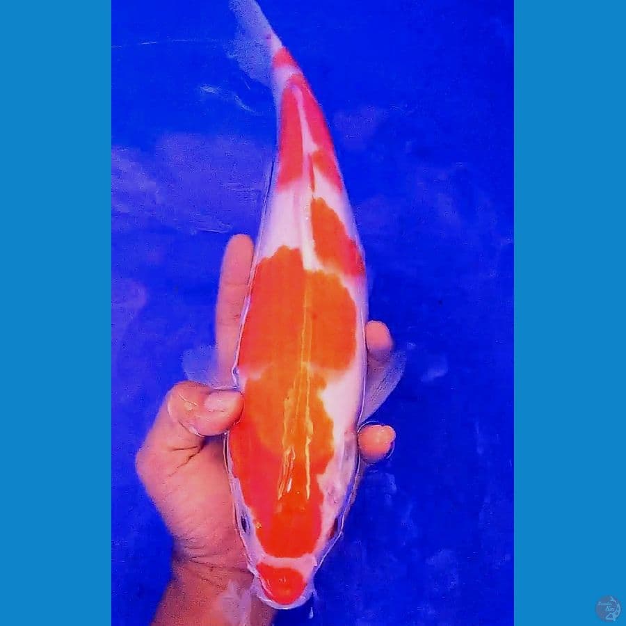 kohaku f 36 cm