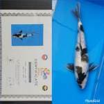 Shiro Ginrin 34 cm juara 1