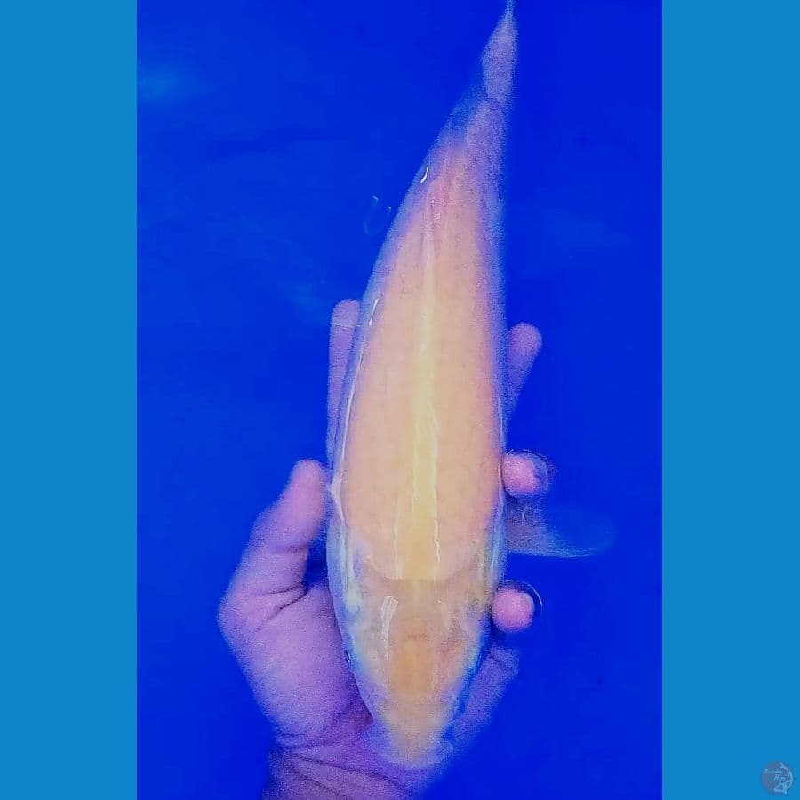 karashi mulus munuk 36 cm