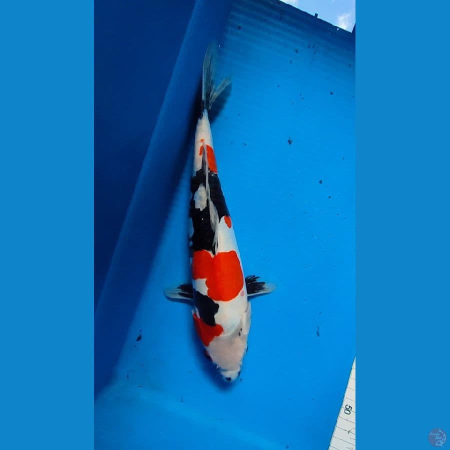 Doitsu sowa 32 cm