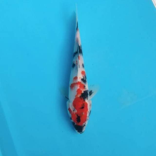 Showa tategoi
