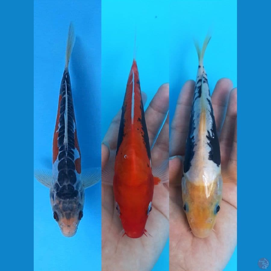 MIX TRIO 1 : SUSHUI-BENIKUMON STRAIGHT-KUMON 18-21CM