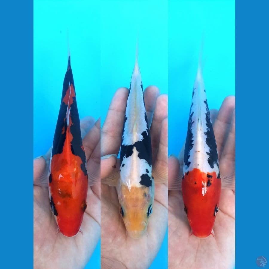 MIX TRIO 3 : KUMON X BENIKUMONRYU 19-20+CM